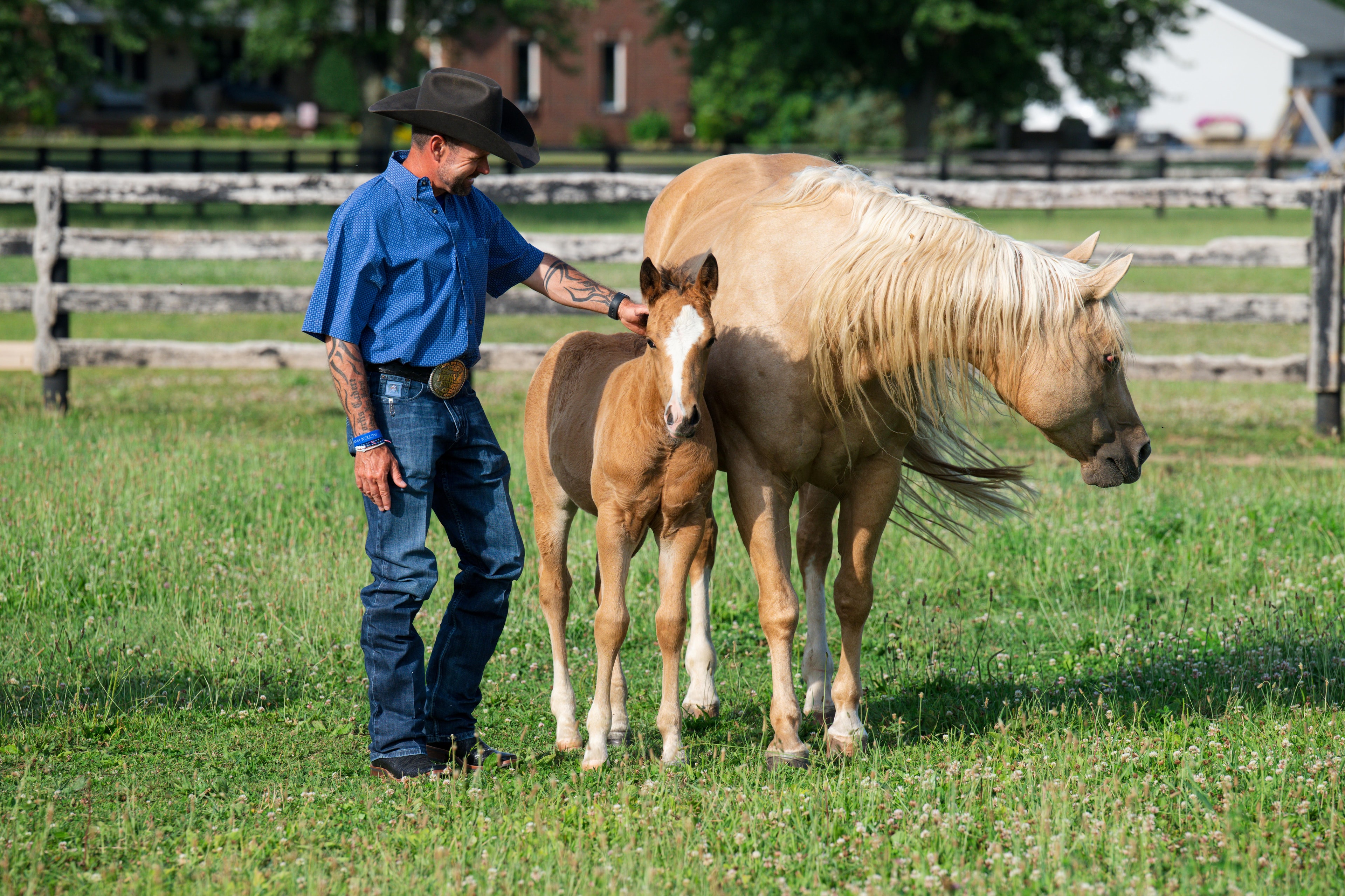Quality reining horse prospect for sale